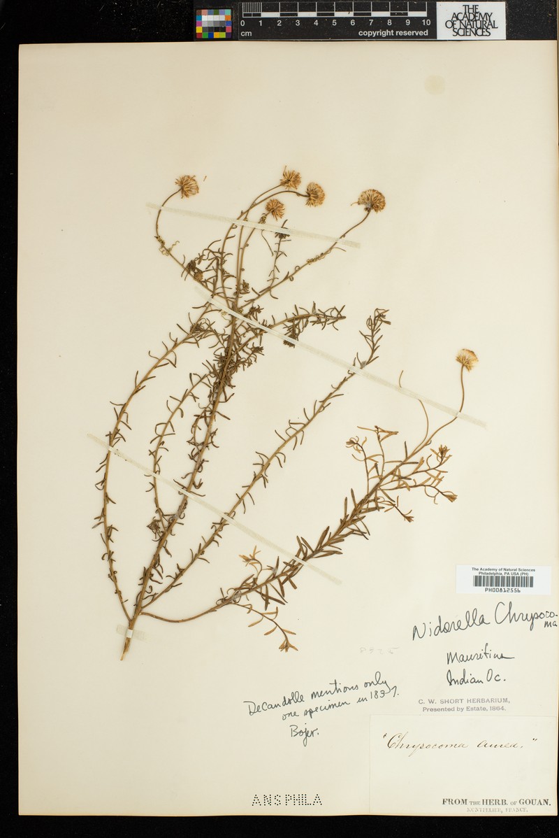 Nidorella chrysocoma