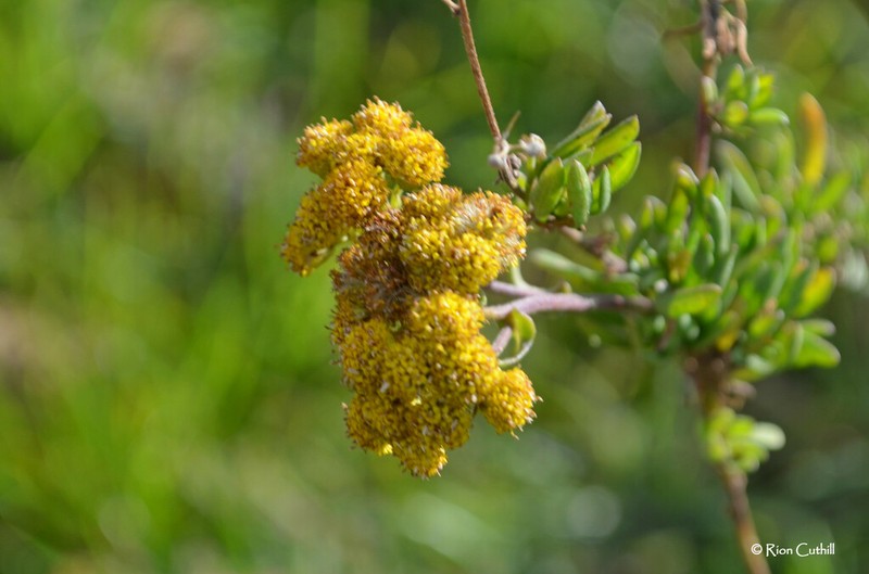 Nidorella foetida