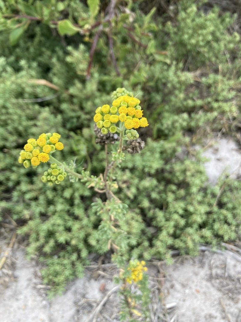 Nidorella foetida photo 2