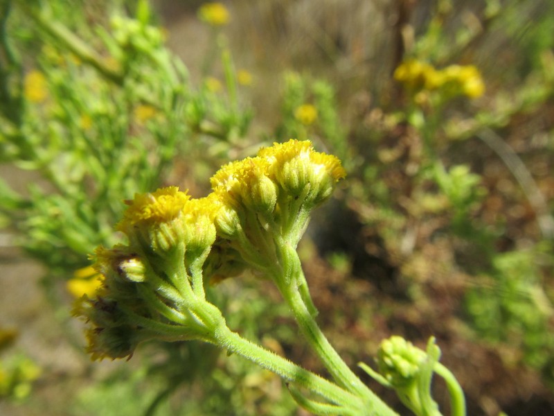 Nidorella foetida photo 3
