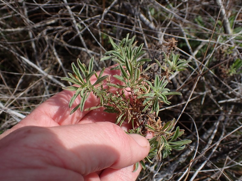Nidorella foetida photo 4