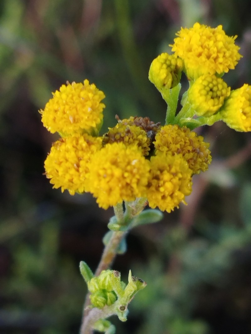 Nidorella foetida photo 5