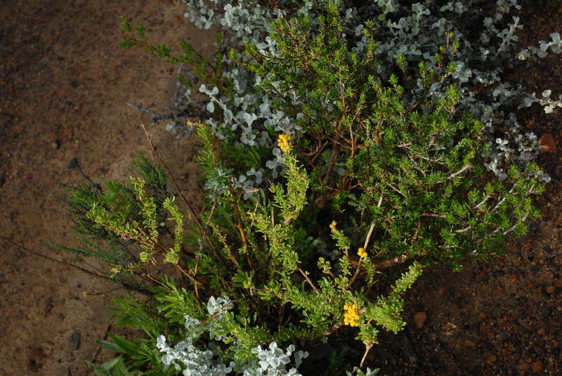 Nidorella foetida photo 6