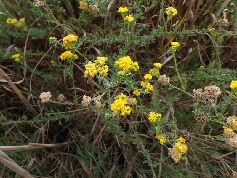 Nidorella foetida photo 8