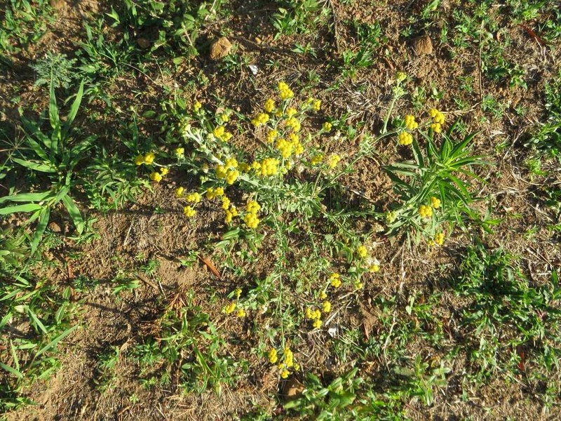 Nidorella hottentotica