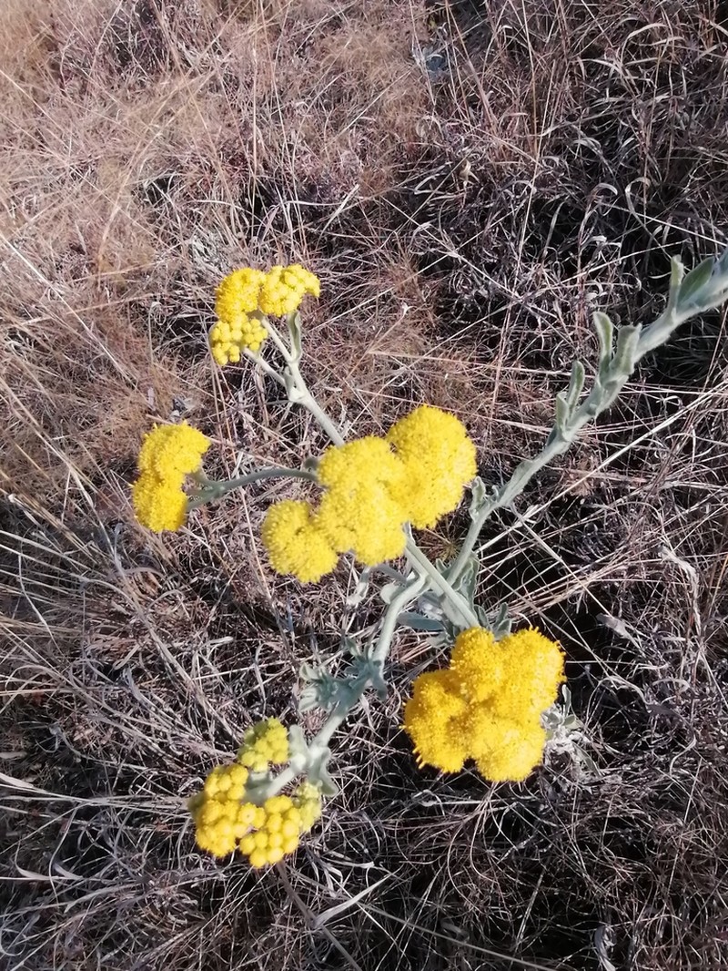 Nidorella hottentotica photo 2