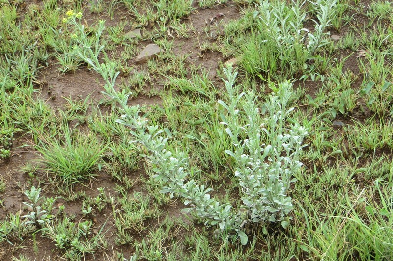 Nidorella hottentotica photo 4