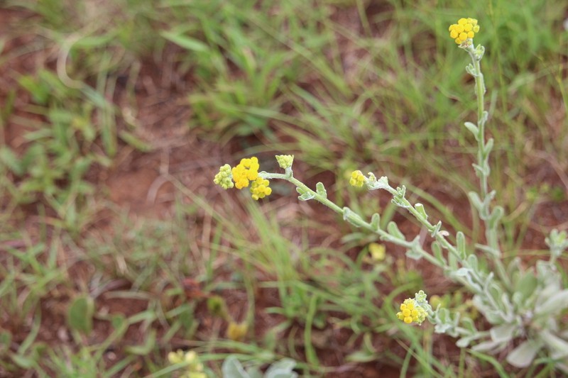 Nidorella hottentotica photo 6