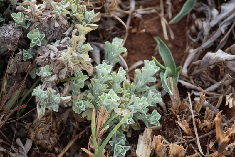 Nidorella hottentotica photo 7