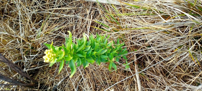 Nidorella ivifolia photo 2