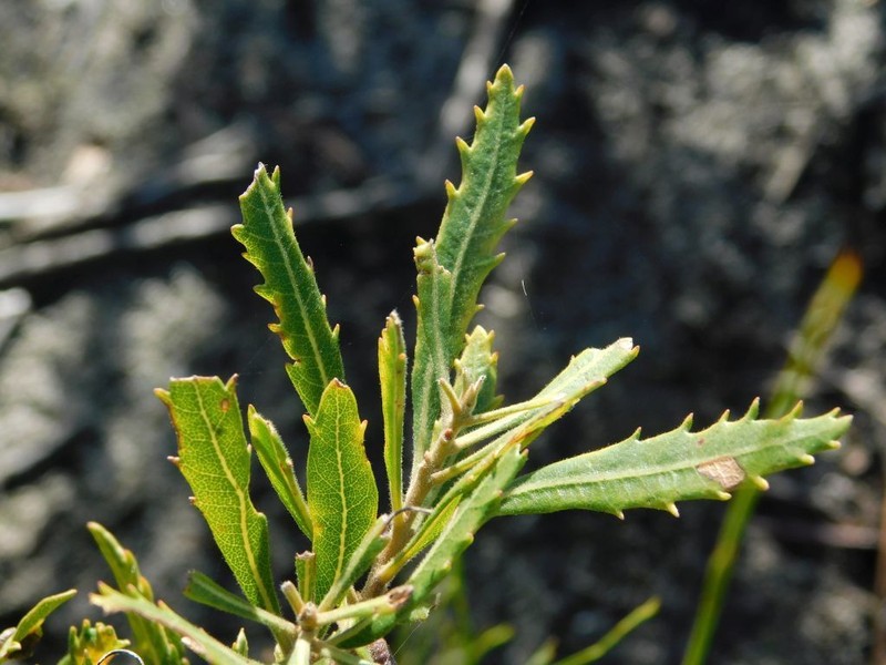 Nidorella ivifolia photo 3