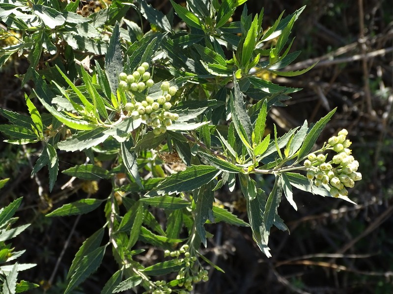 Nidorella ivifolia photo 4