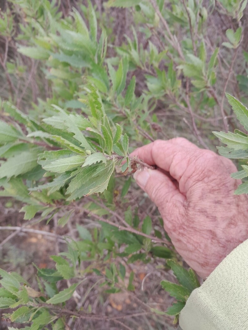 Nidorella ivifolia photo 5