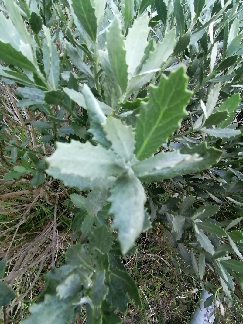 Nidorella ivifolia photo 6