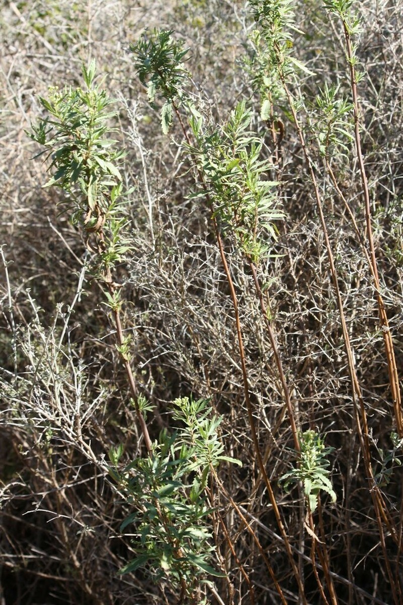 Nidorella ivifolia photo 7