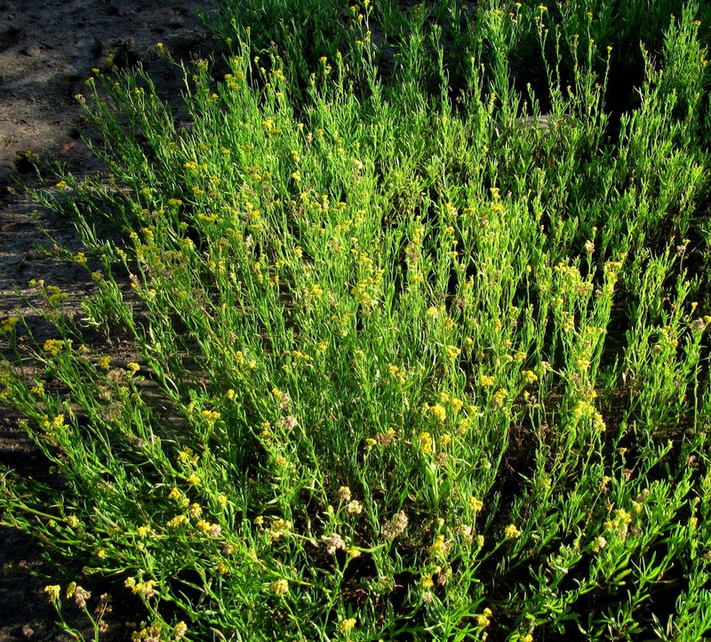 Nidorella linifolia