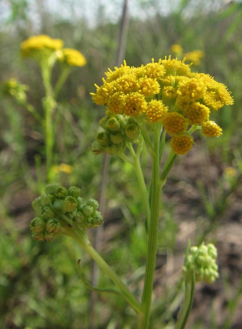 Nidorella linifolia photo 2