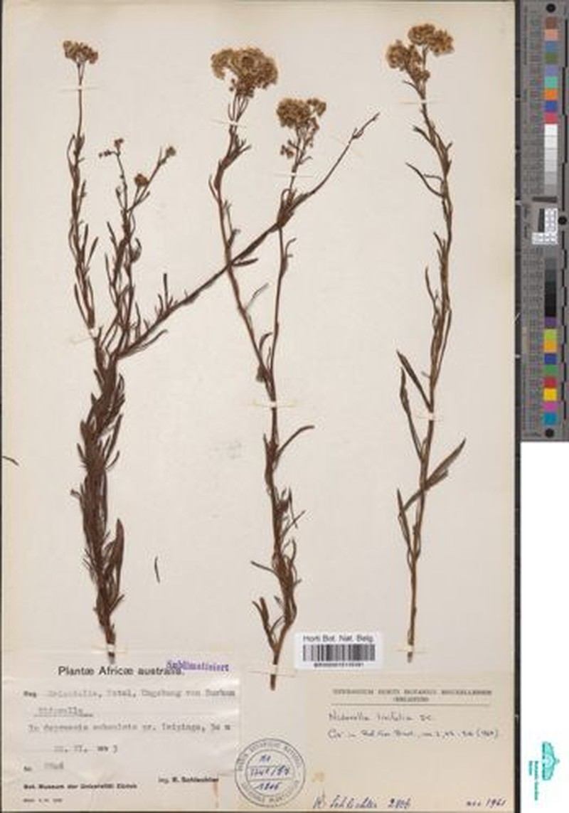 Nidorella linifolia photo 7