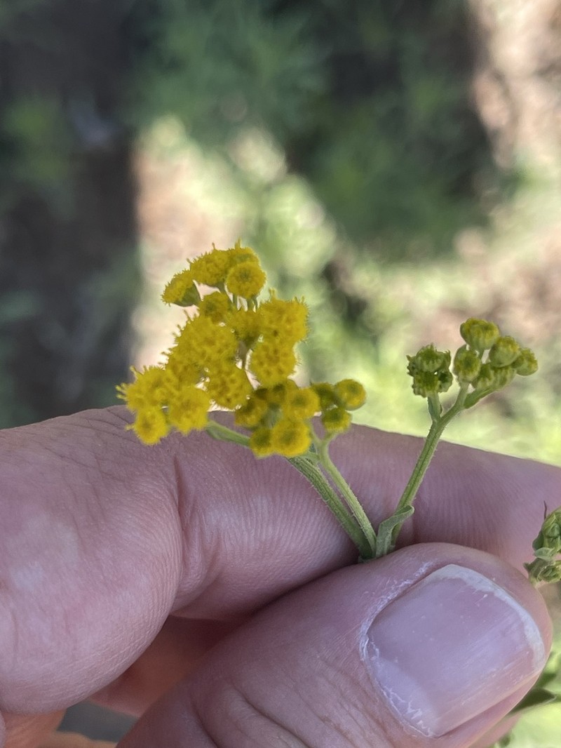 Nidorella microcephala photo 5