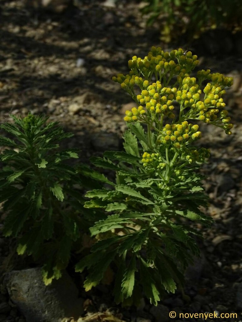 Nidorella nobrei