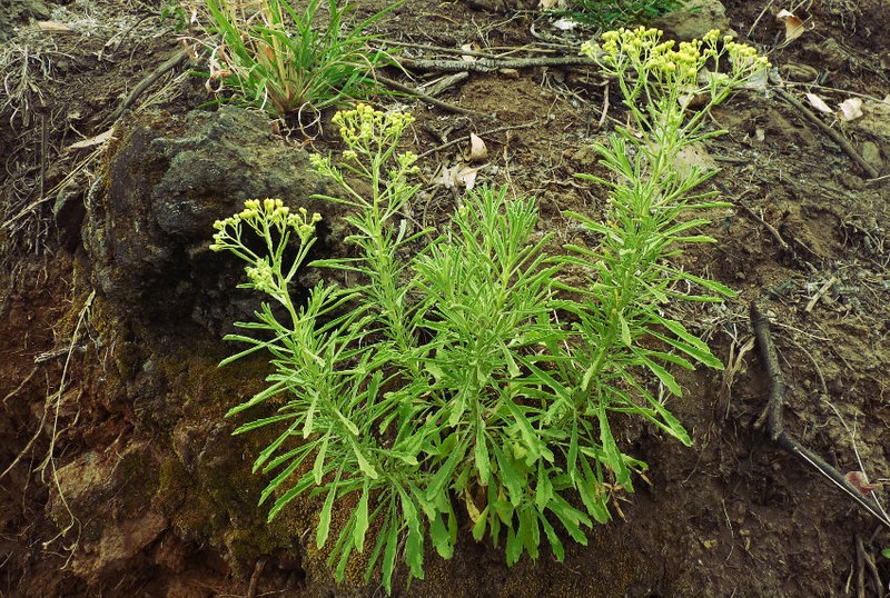Nidorella nobrei photo 2