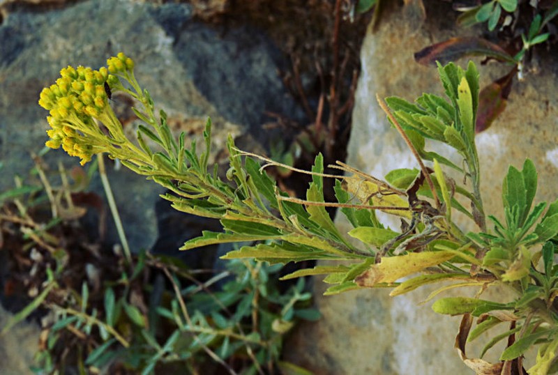 Nidorella nobrei photo 3