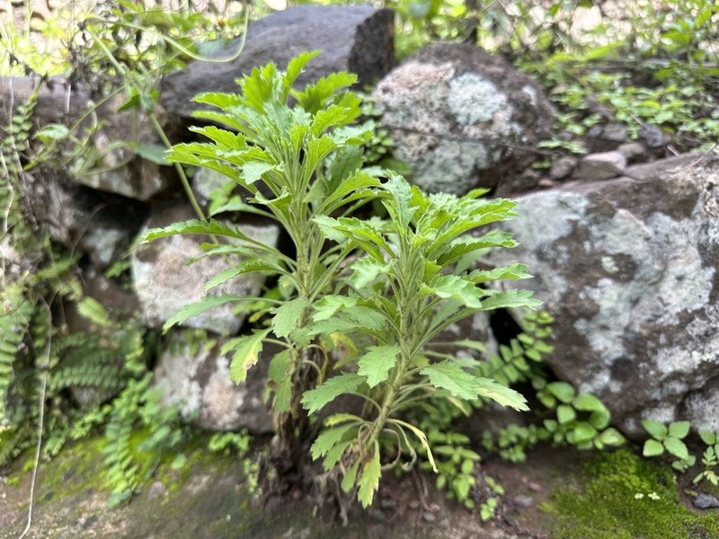 Nidorella nobrei photo 5
