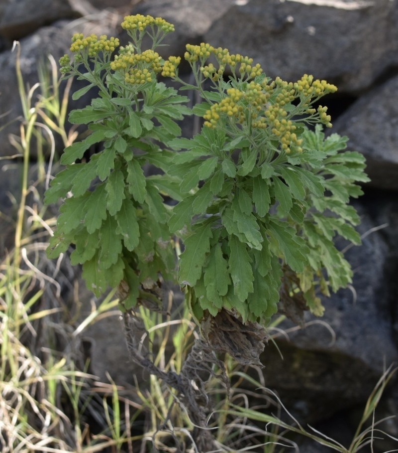 Nidorella nobrei photo 7