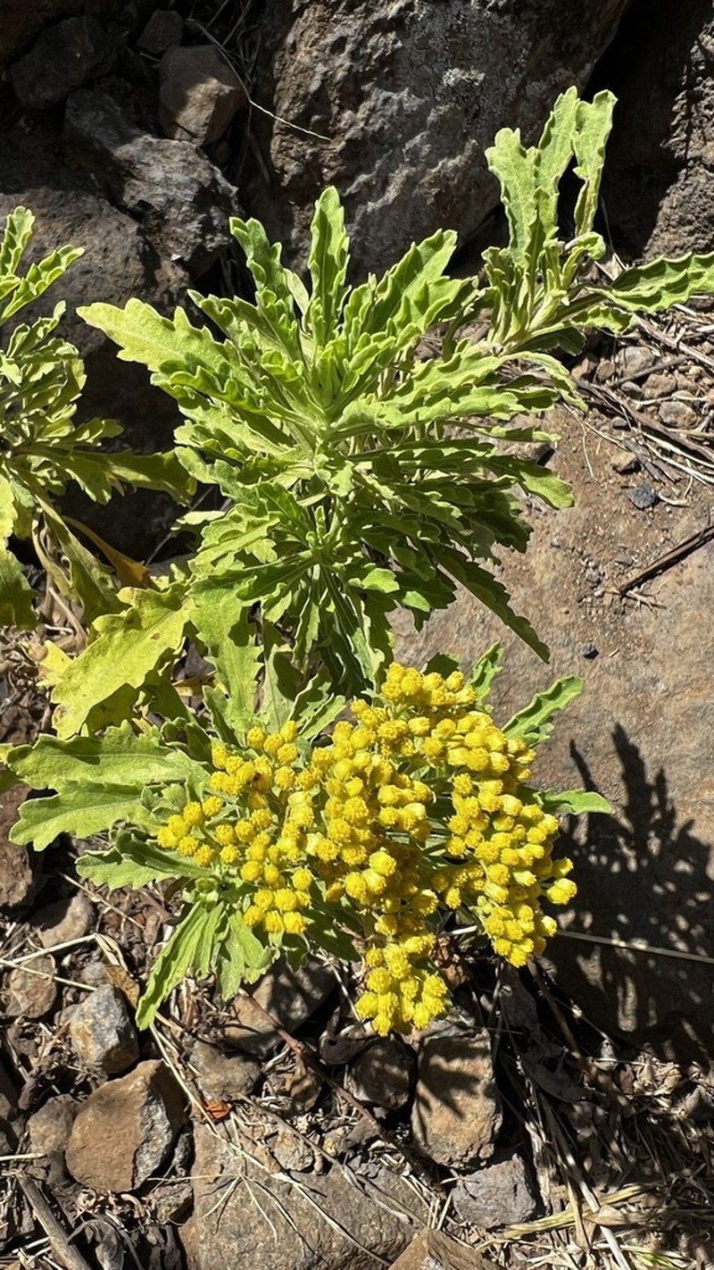 Nidorella nobrei photo 8