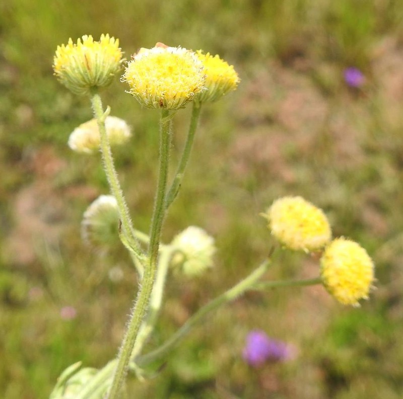Nidorella obscura