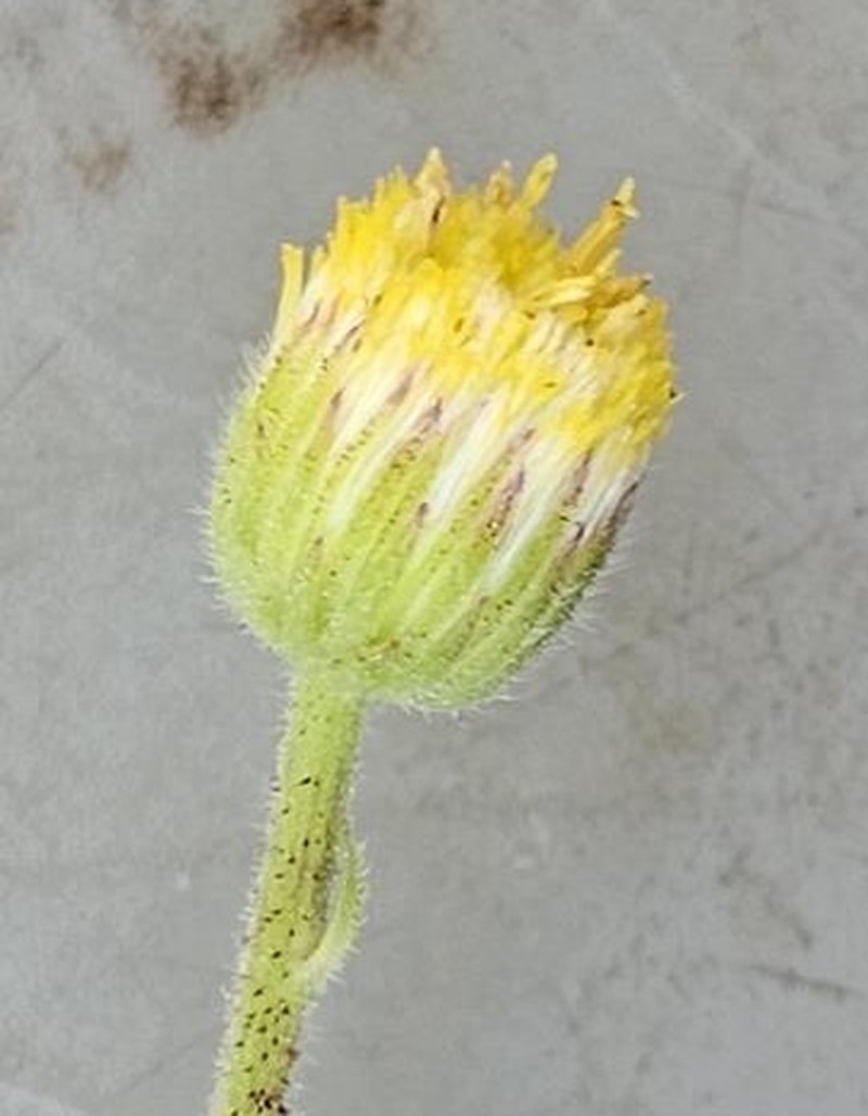 Nidorella obscura photo 2
