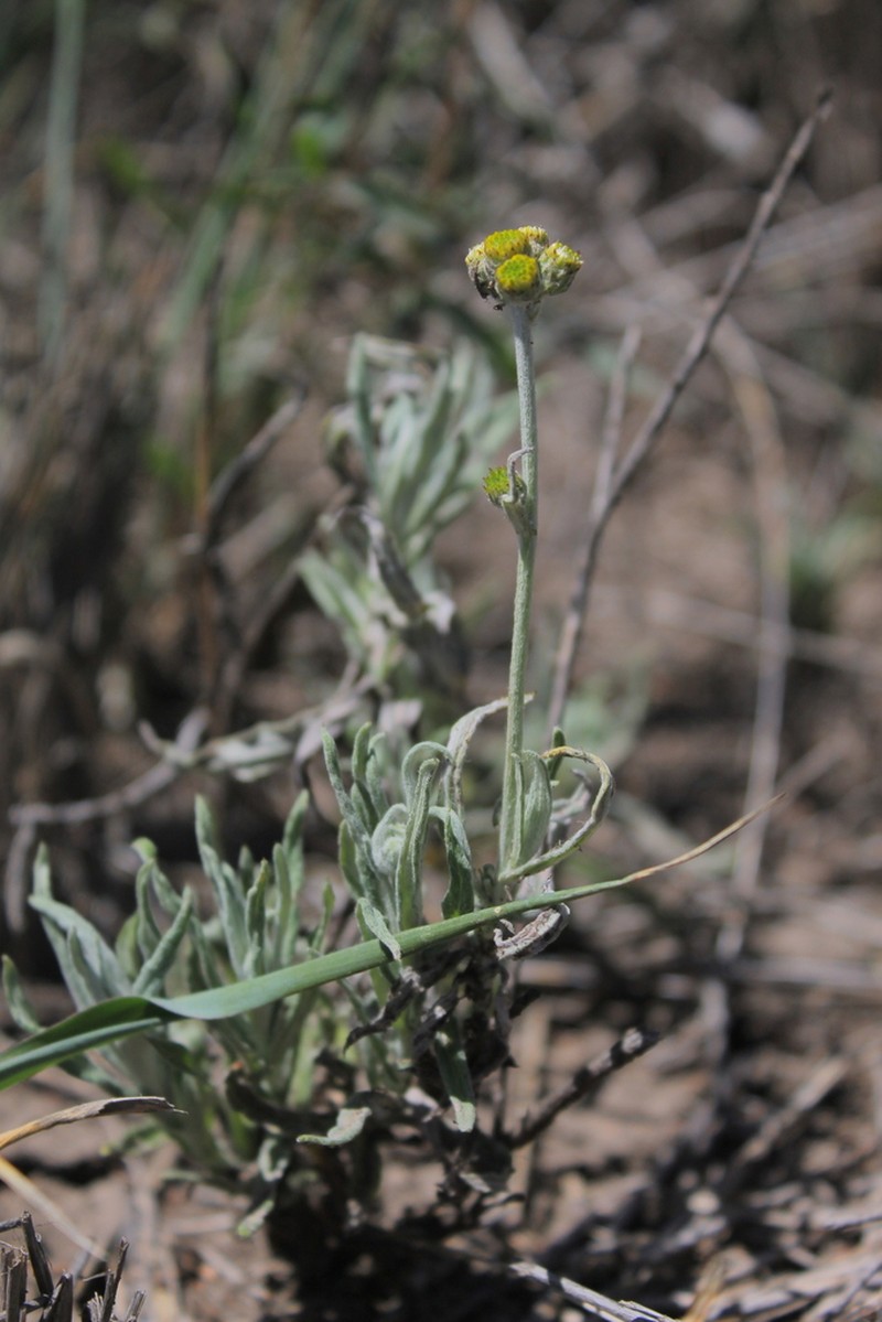 Nidorella pedunculata