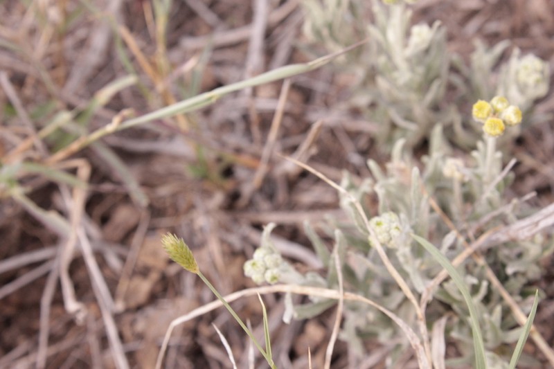 Nidorella pedunculata photo 2