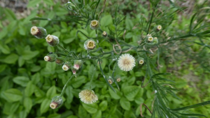 Nidorella pedunculata photo 3