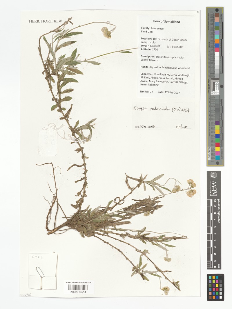 Nidorella pedunculata photo 4