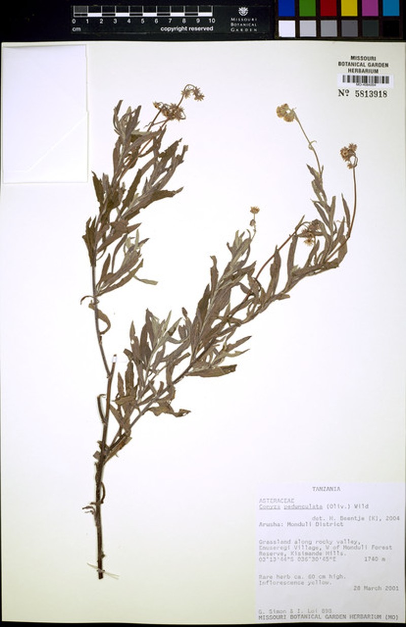 Nidorella pedunculata photo 5