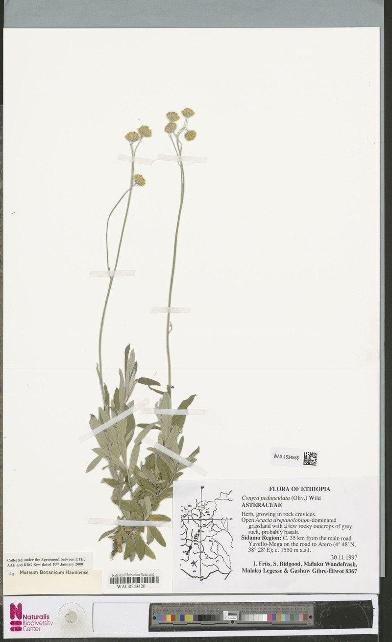 Nidorella pedunculata photo 6