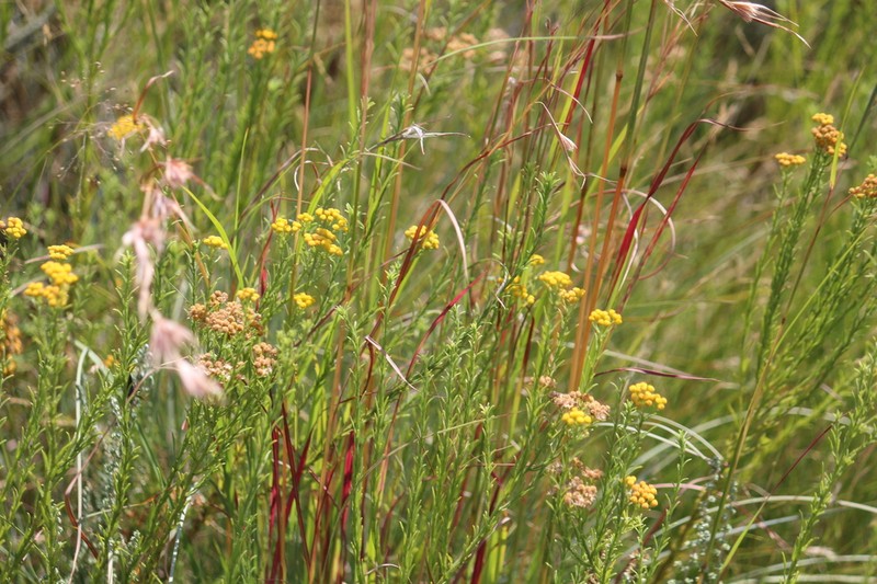 Nidorella pinnata