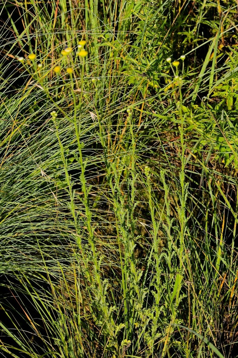 Nidorella pinnata photo 2
