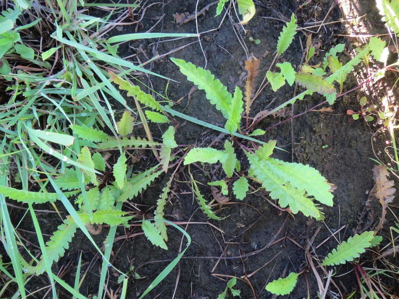 Nidorella pinnata photo 6