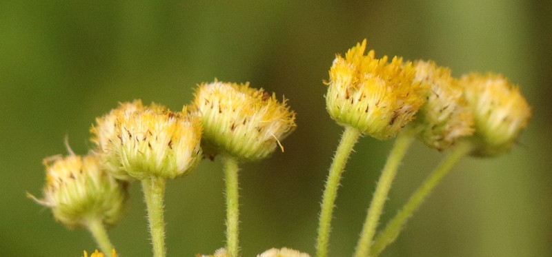 Nidorella pinnata photo 8
