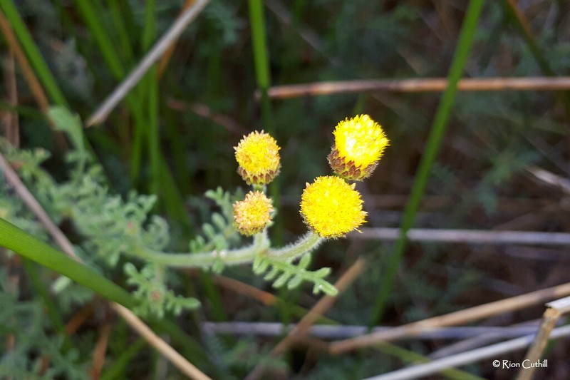 Nidorella pinnatifida