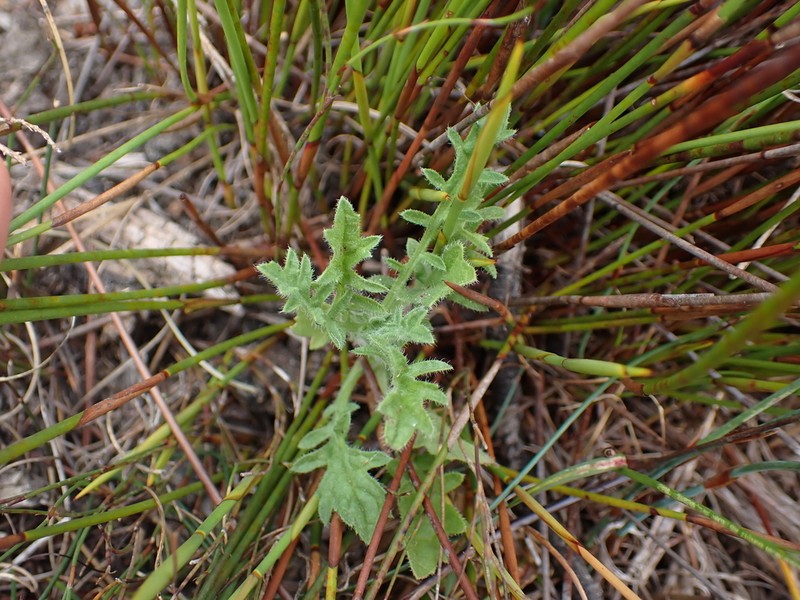 Nidorella pinnatifida photo 2