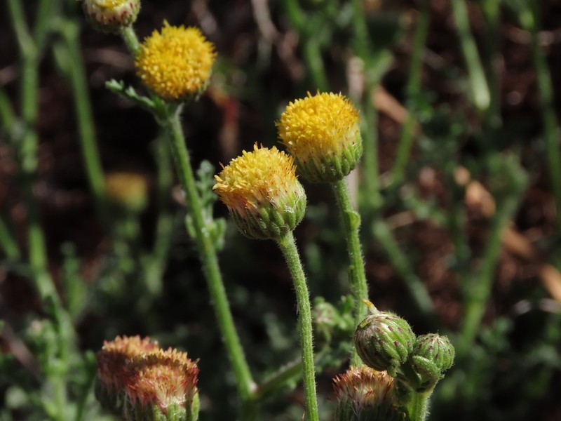 Nidorella pinnatifida photo 3