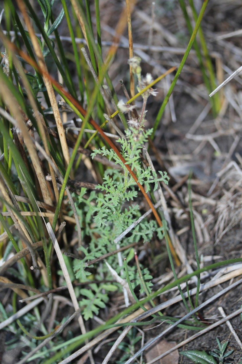 Nidorella pinnatifida photo 4
