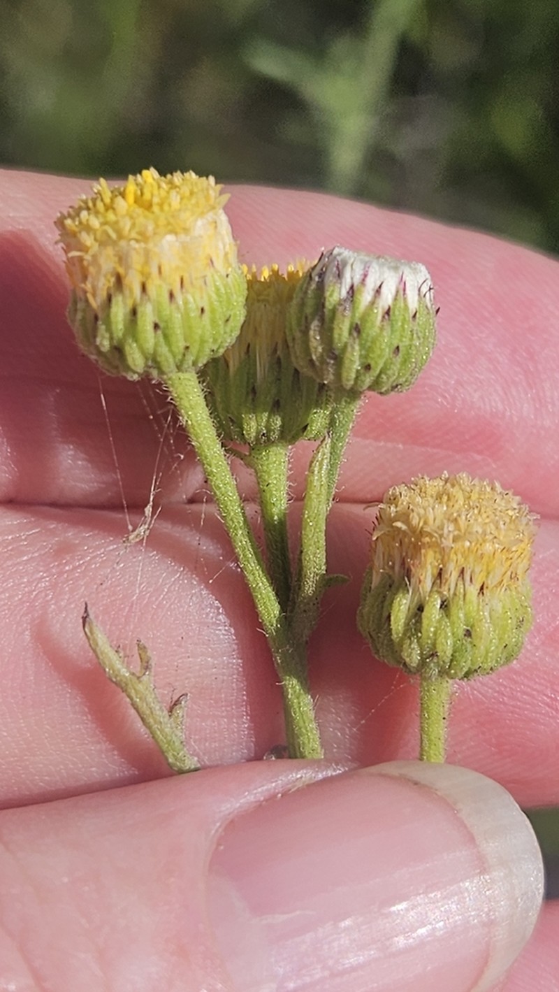 Nidorella pinnatifida photo 5