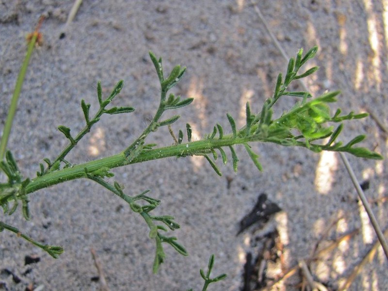 Nidorella pinnatifida photo 6