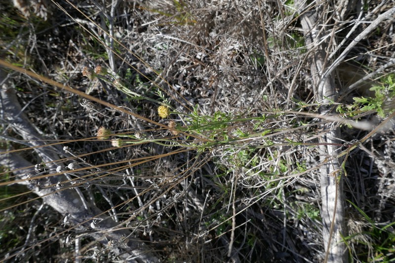 Nidorella pinnatifida photo 7