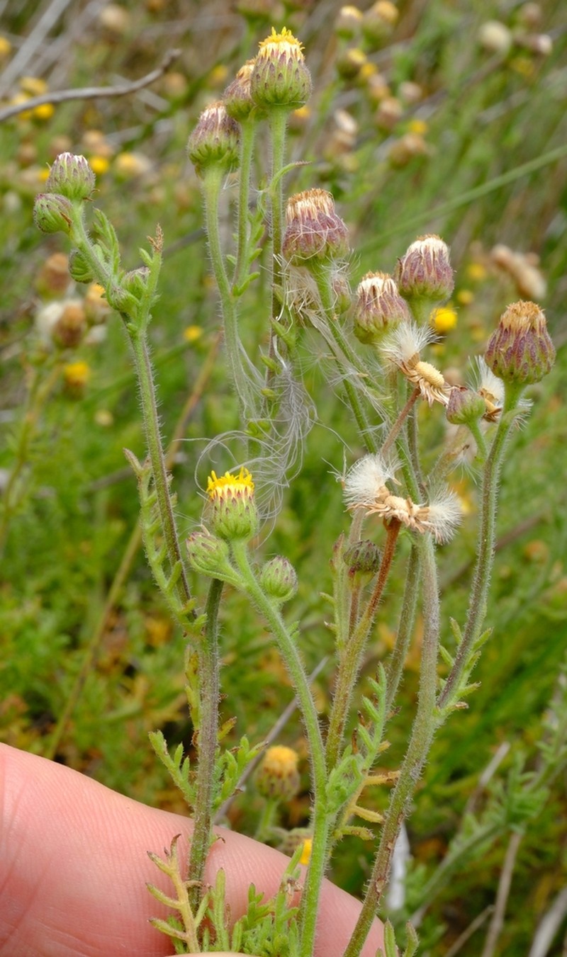 Nidorella pinnatifida photo 8