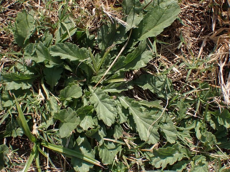Nidorella podocephala